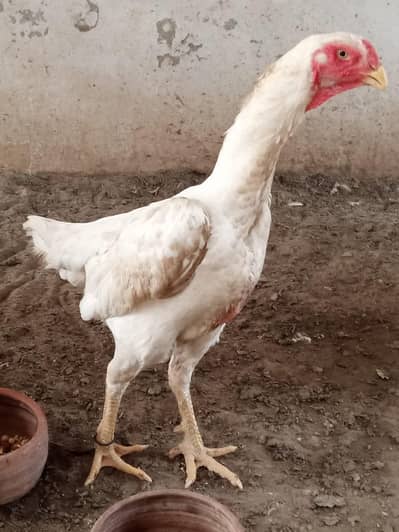 German Shamo hen king size