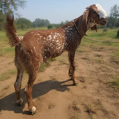 bakra dhonda for sale