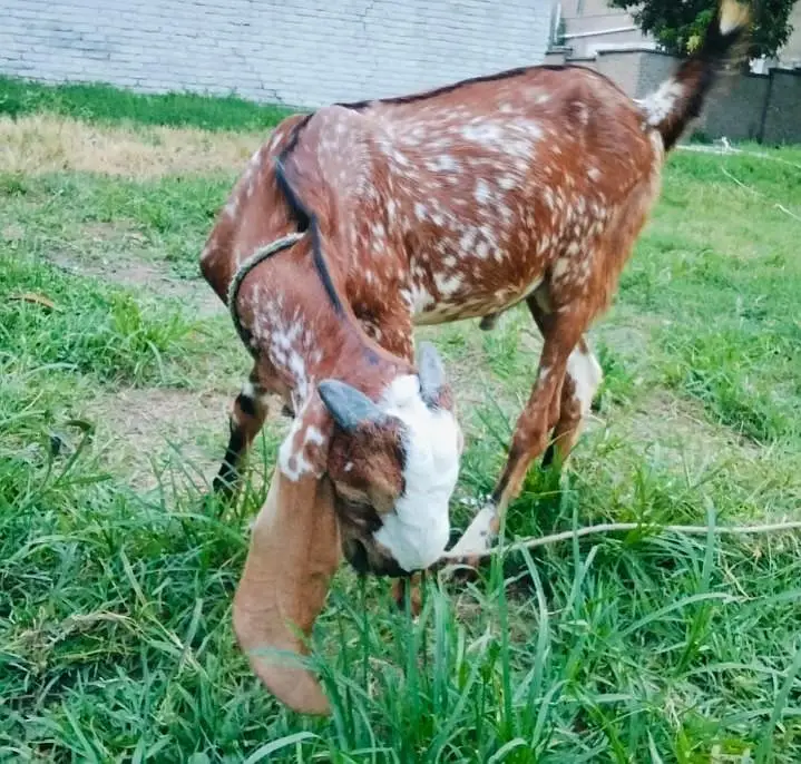 bakra dhonda for sale — photo 2