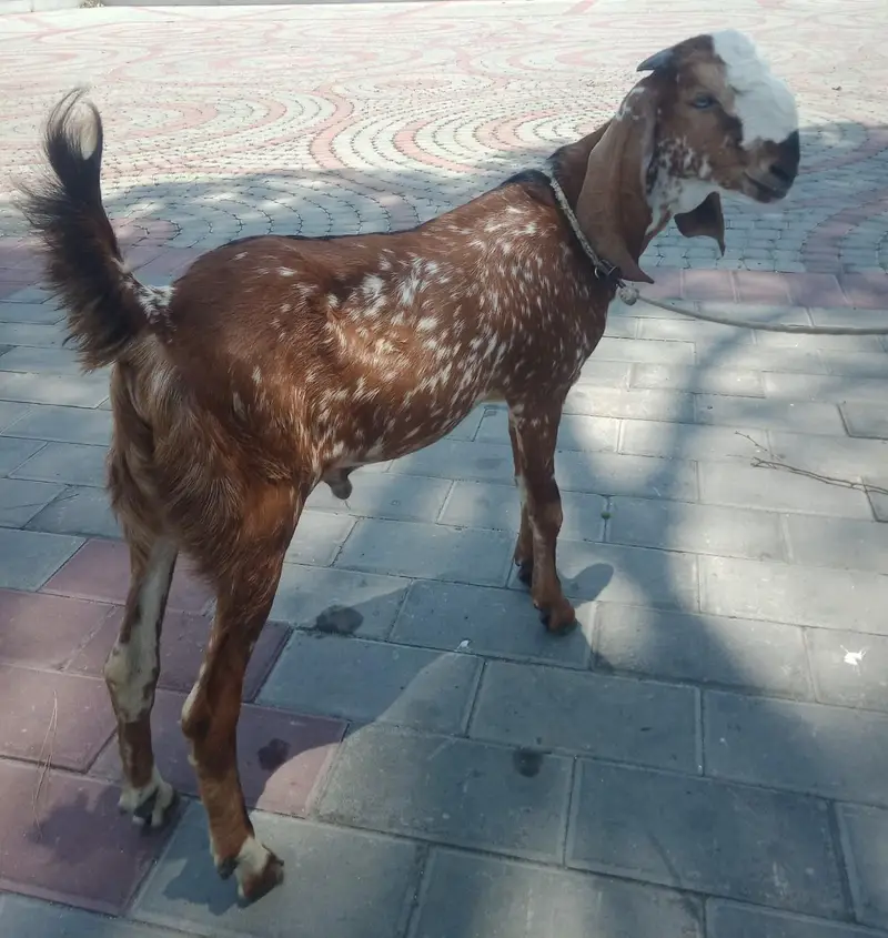 bakra dhonda for sale — photo 3