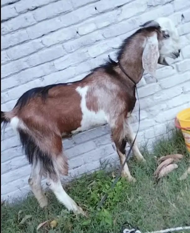 bakra dhonda for sale — photo 4