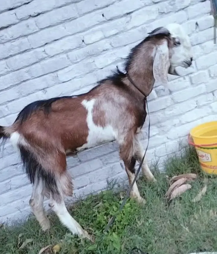 bakra dhonda for sale — photo 5