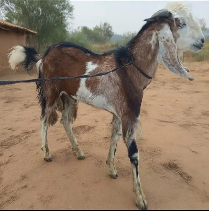 bakra dhonda for sale — photo 6