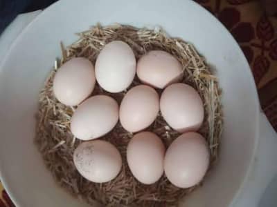 Pure white Heera Aseel Eggs available.