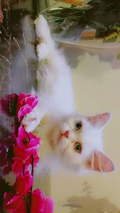 KITTEN 