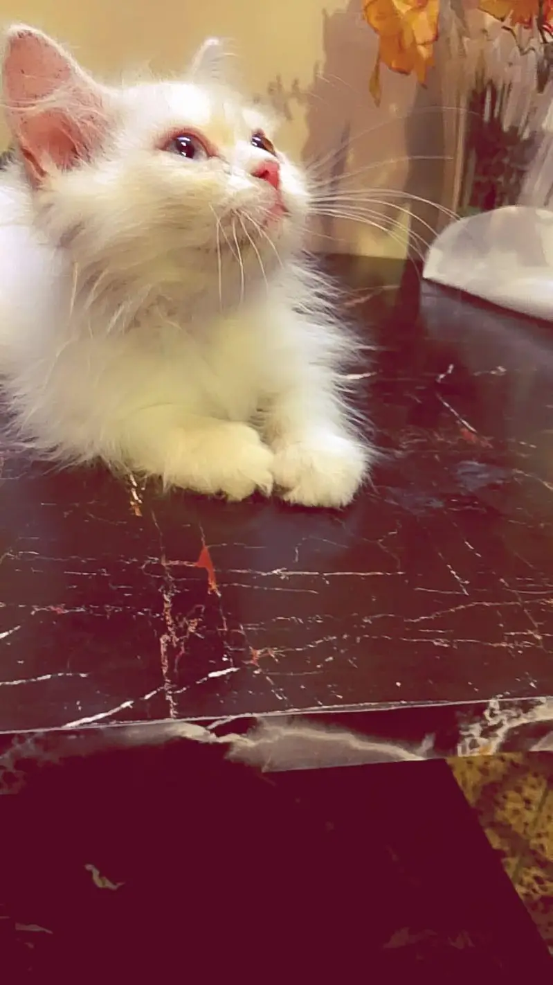 KITTEN  — photo 2