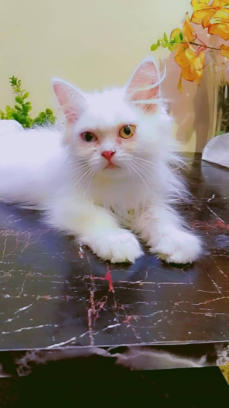 KITTEN  2
