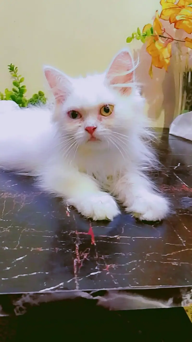 KITTEN  — photo 3