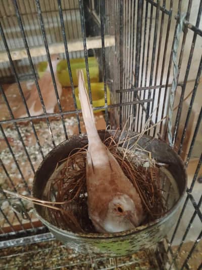 pide dove