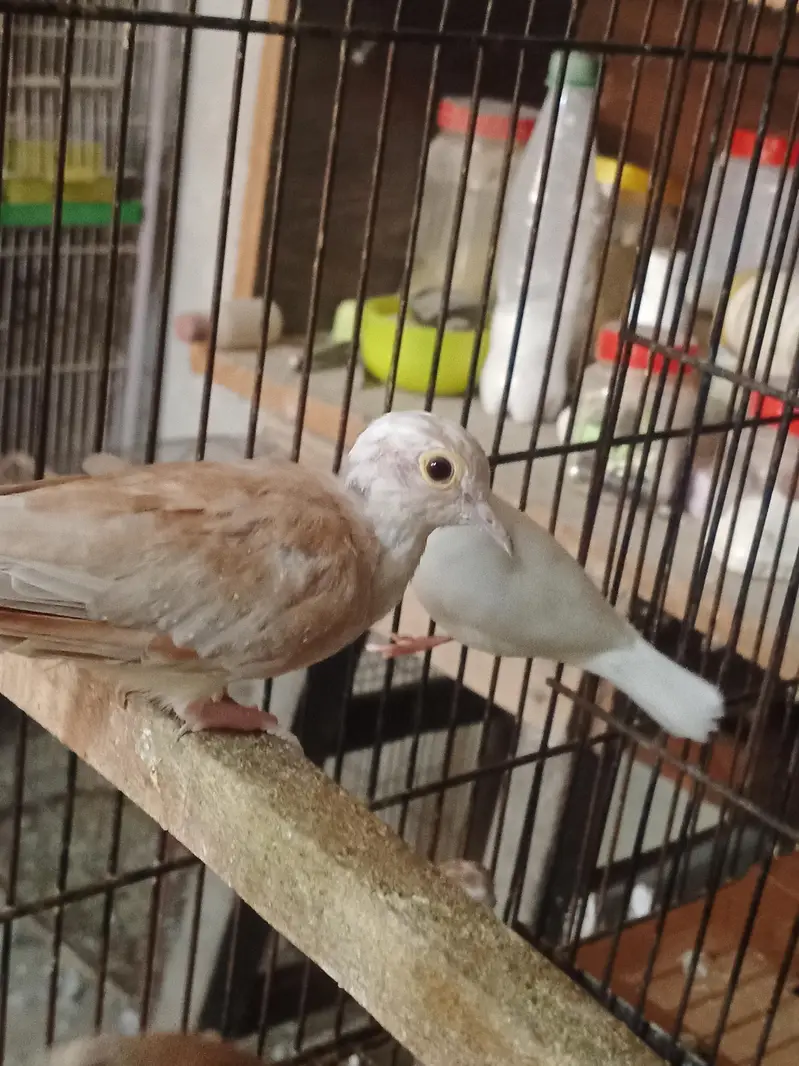 pide dove — photo 2