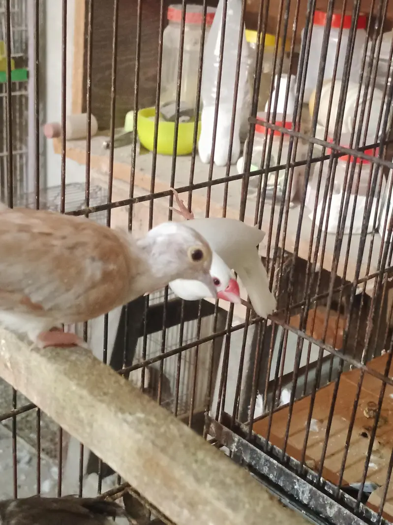 pide dove — photo 3