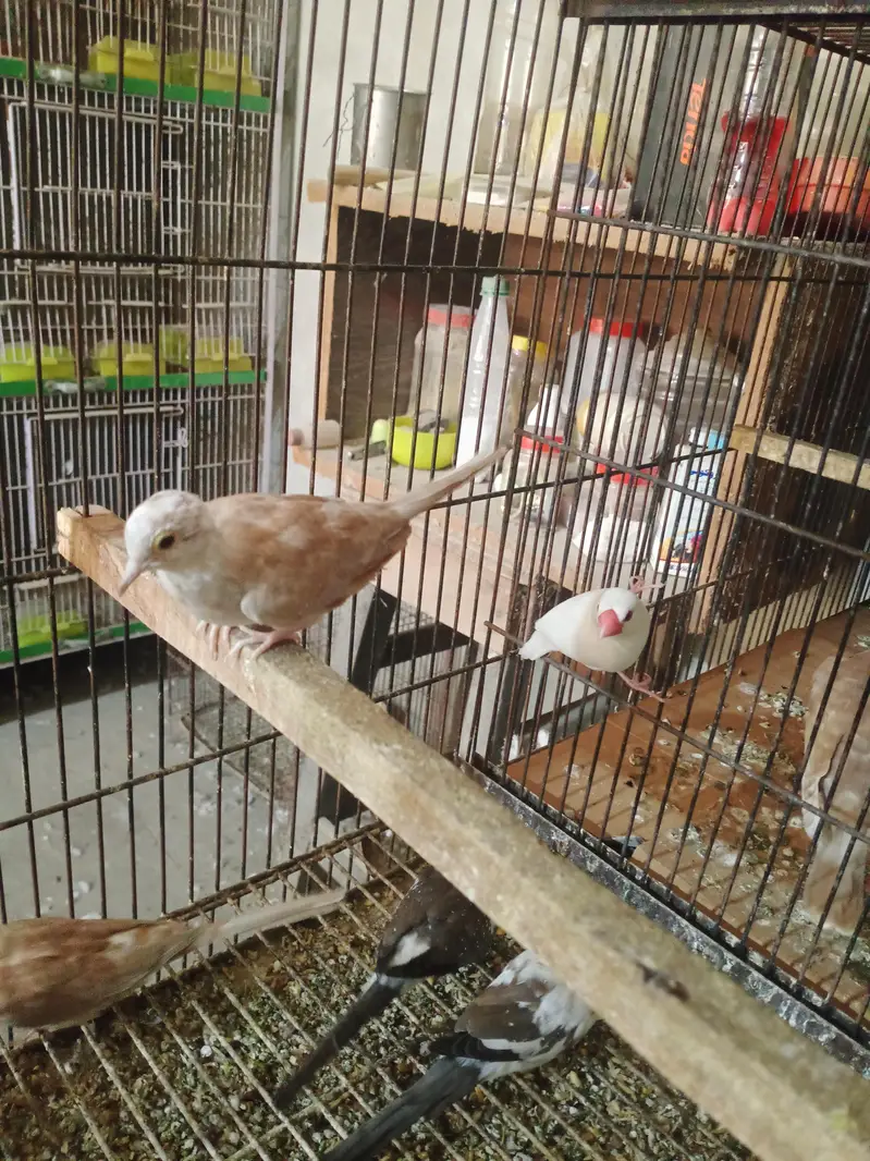 pide dove — photo 5