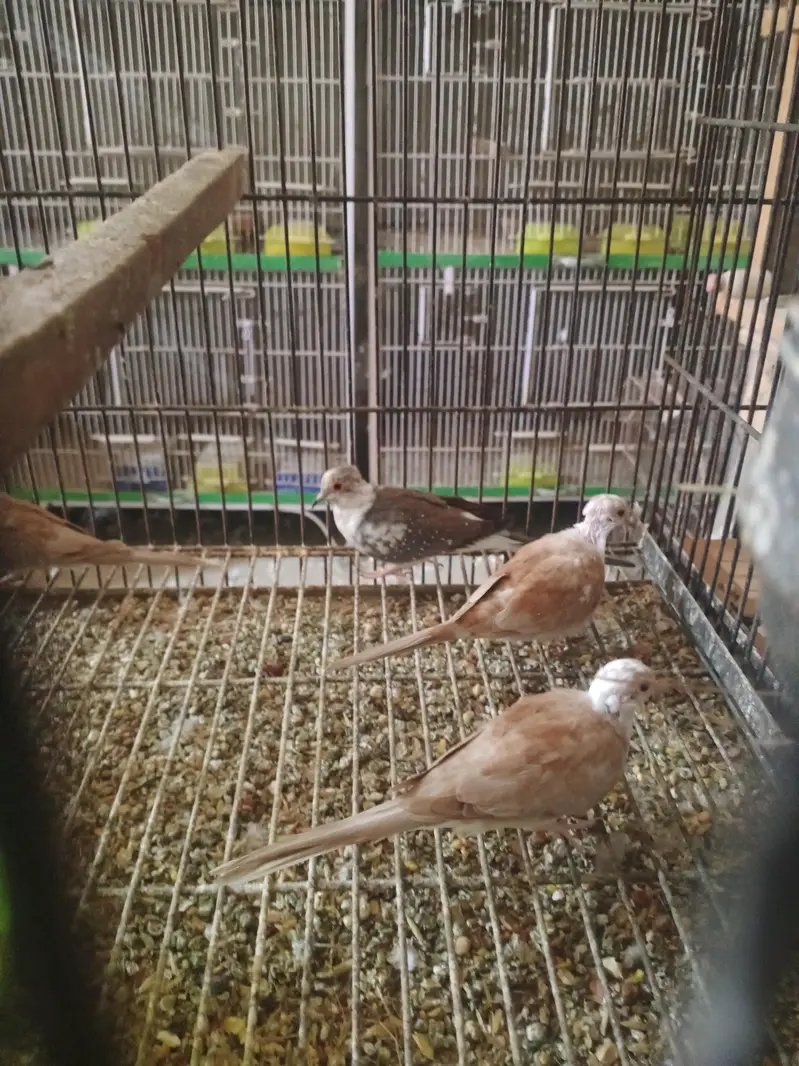 pide dove — photo 6