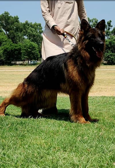 German Shepherd Dog | Long Coat German Shepherd Male Dog For Sale |GSD