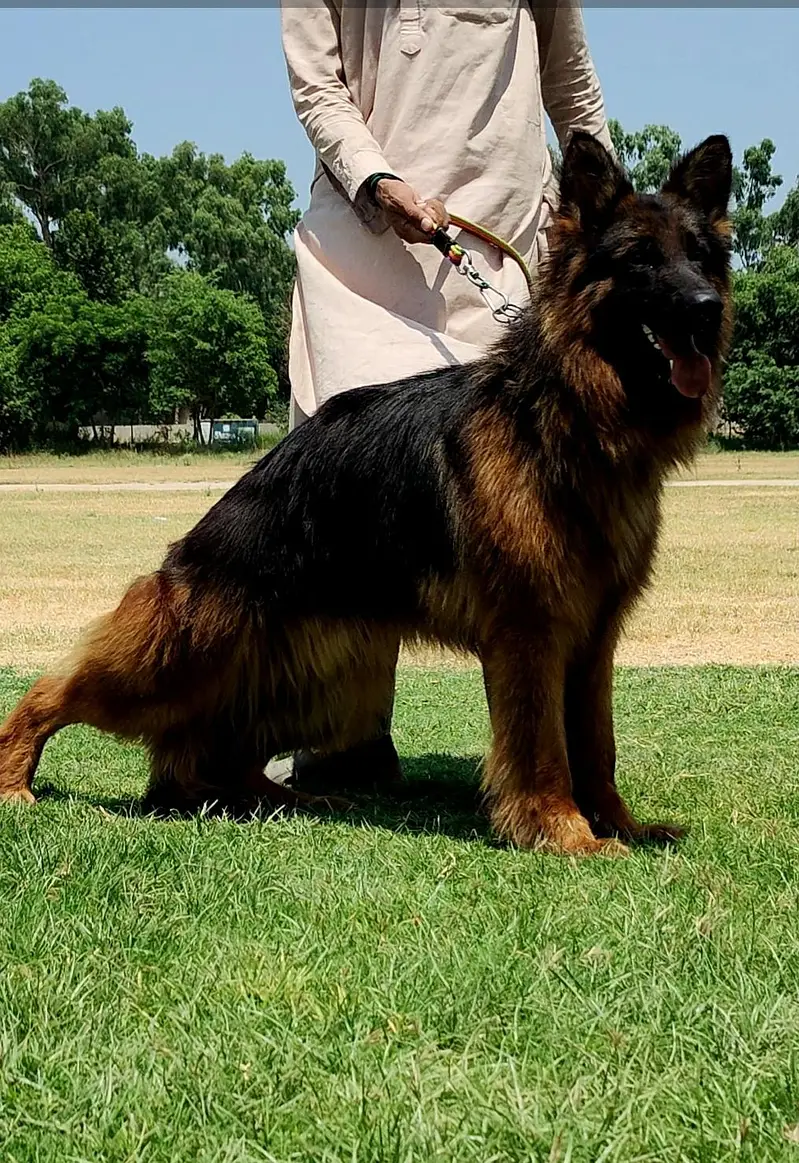 German Shepherd Dog | Long Coat German Shepherd Male Dog For Sale |GSD