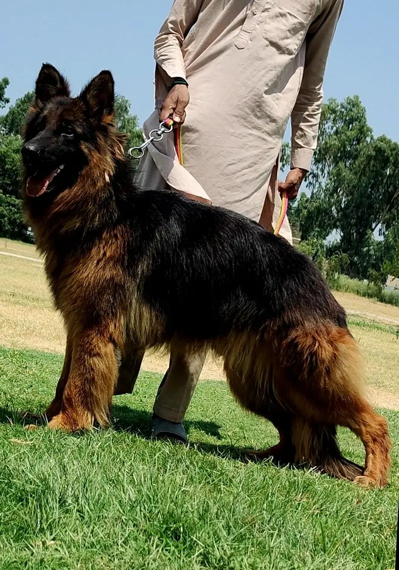 German Shepherd Dog | Long Coat German Shepherd Male Dog For Sale |GSD — photo 2