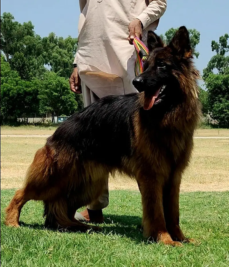 German Shepherd Dog | Long Coat German Shepherd Male Dog For Sale |GSD — photo 3