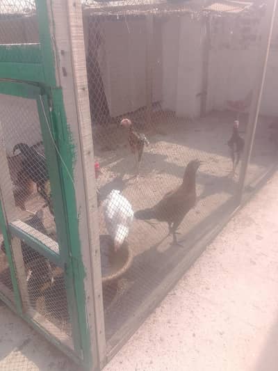 Hens for sale