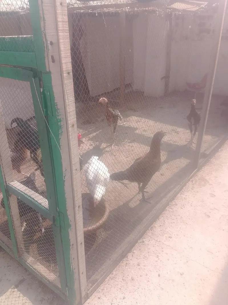 Hens for sale