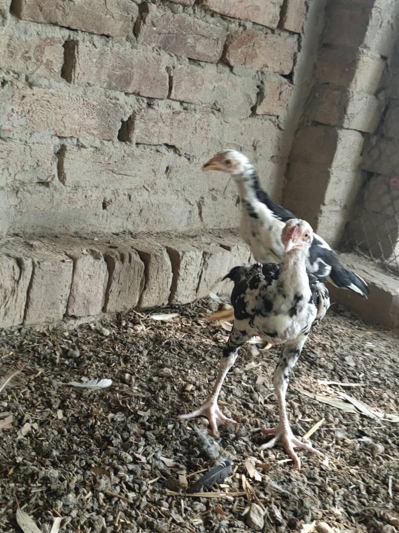 Pure Pakistani Bread 5