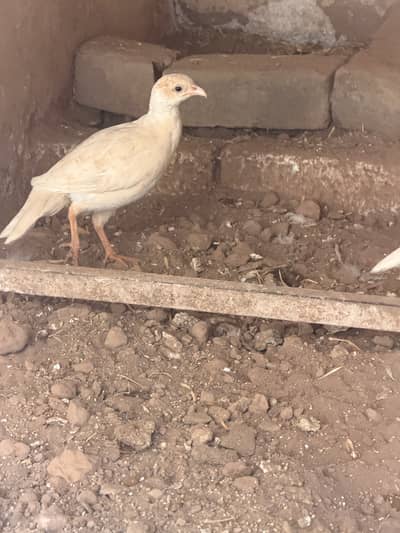White teeter breeder pair