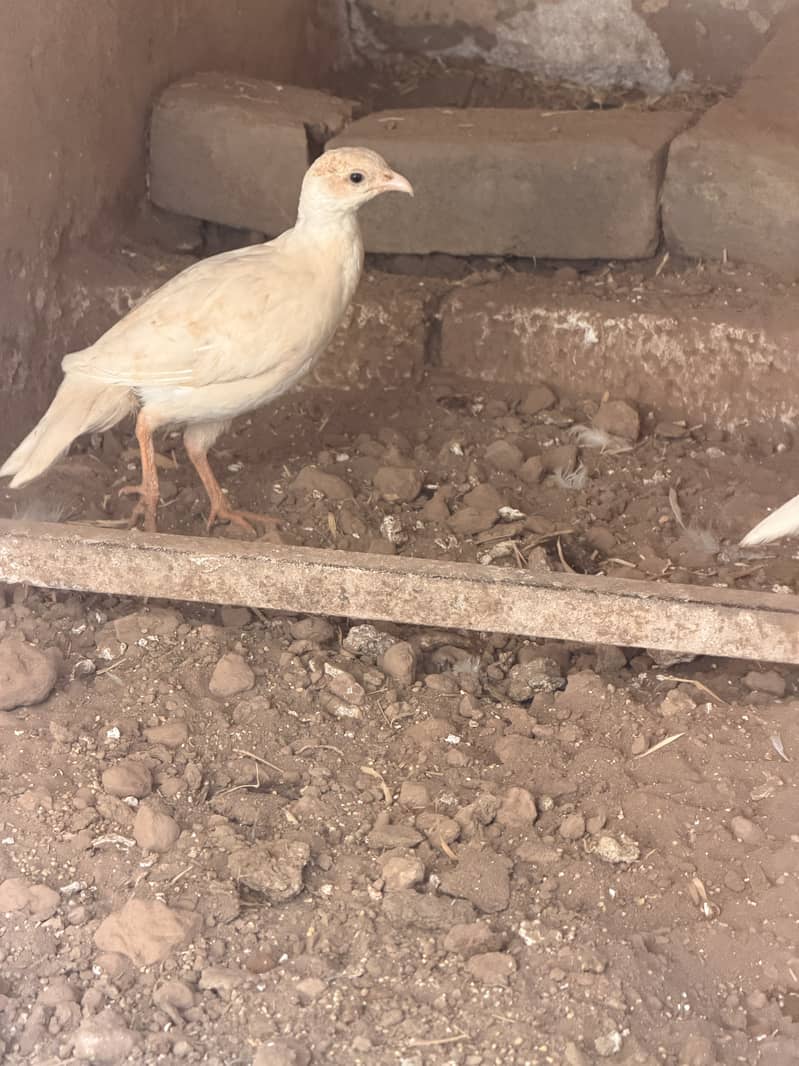 White teeter breeder pair 0
