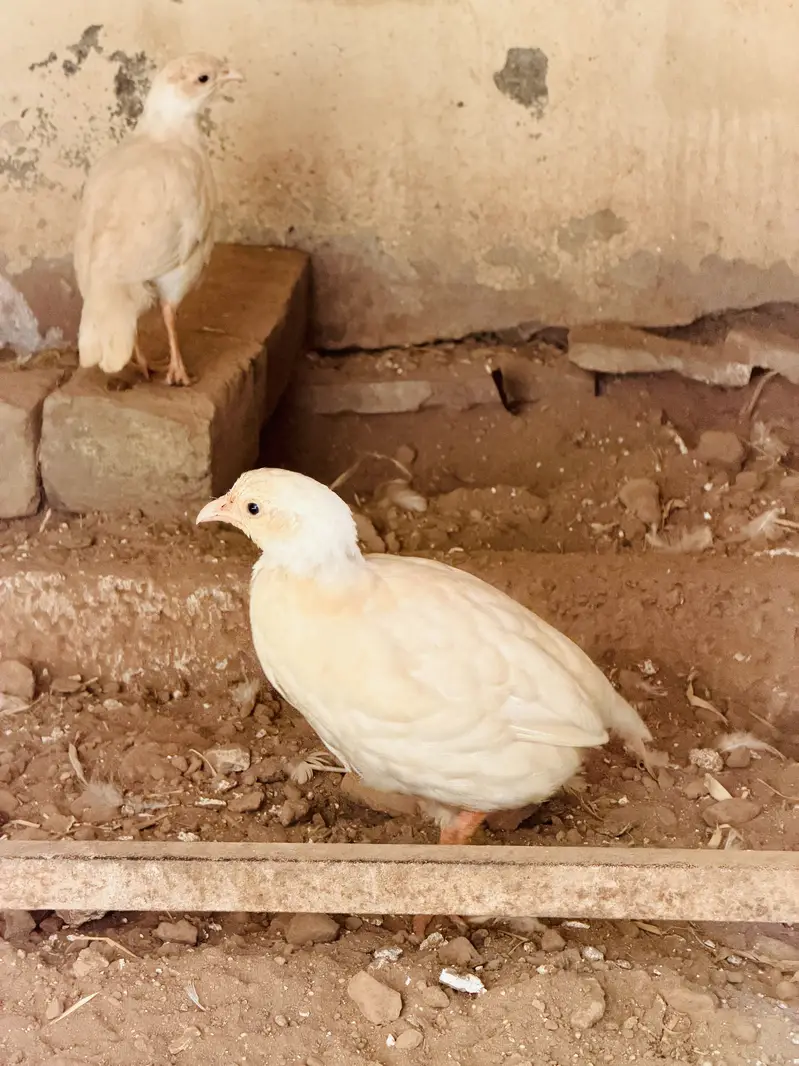 White teeter breeder pair — photo 2