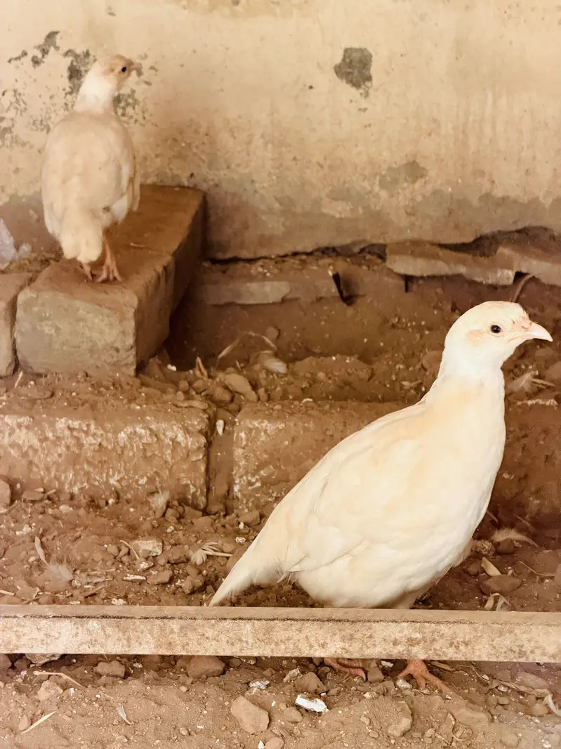 White teeter breeder pair — photo 3