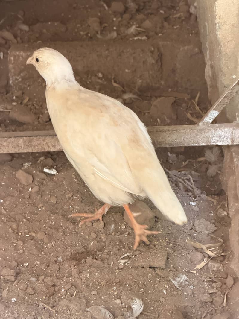 White teeter breeder pair 3