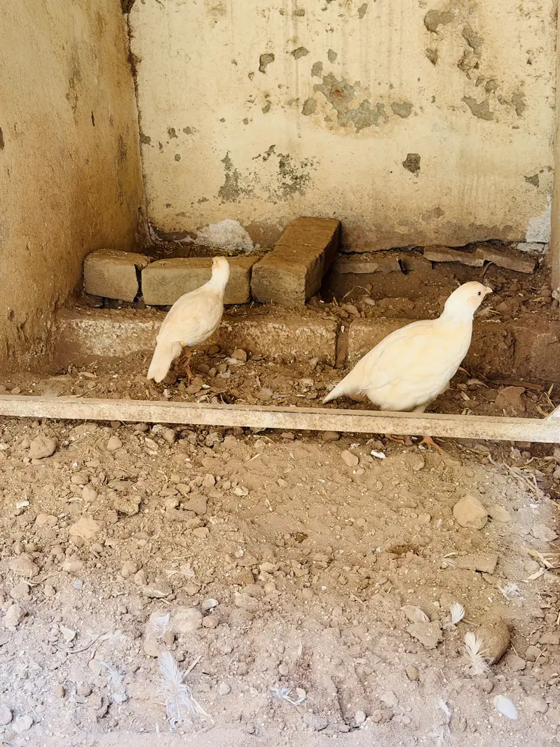 White teeter breeder pair — photo 5