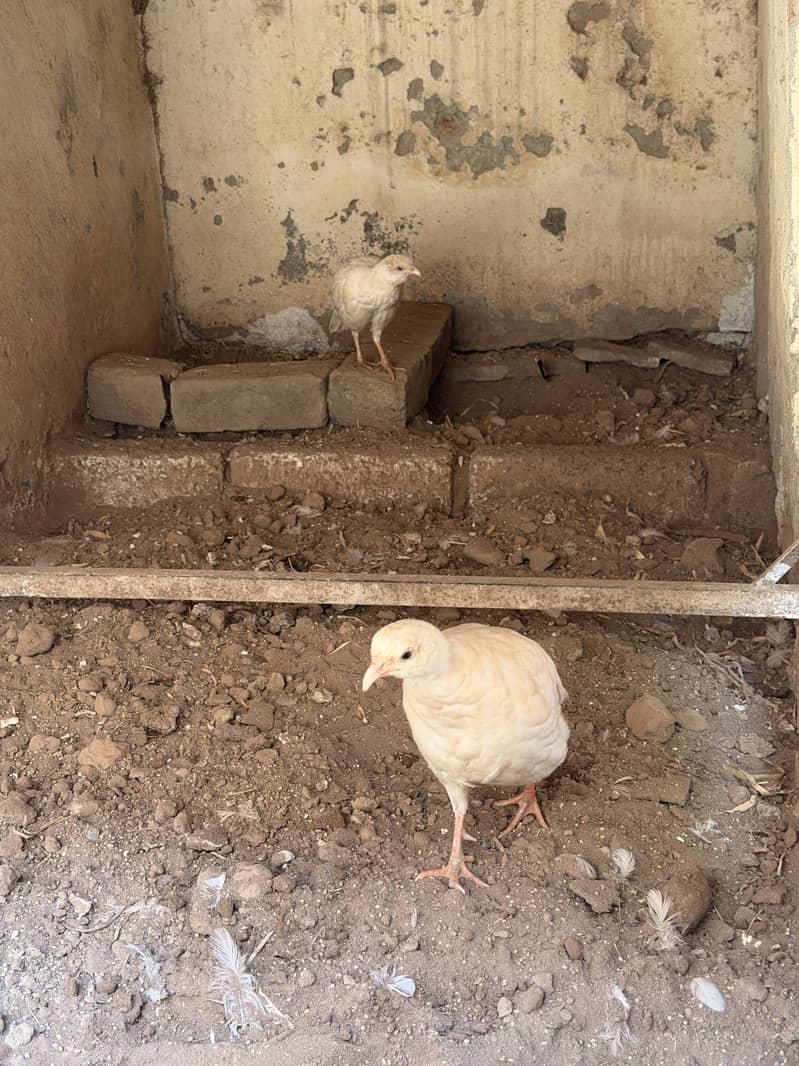 White teeter breeder pair 5
