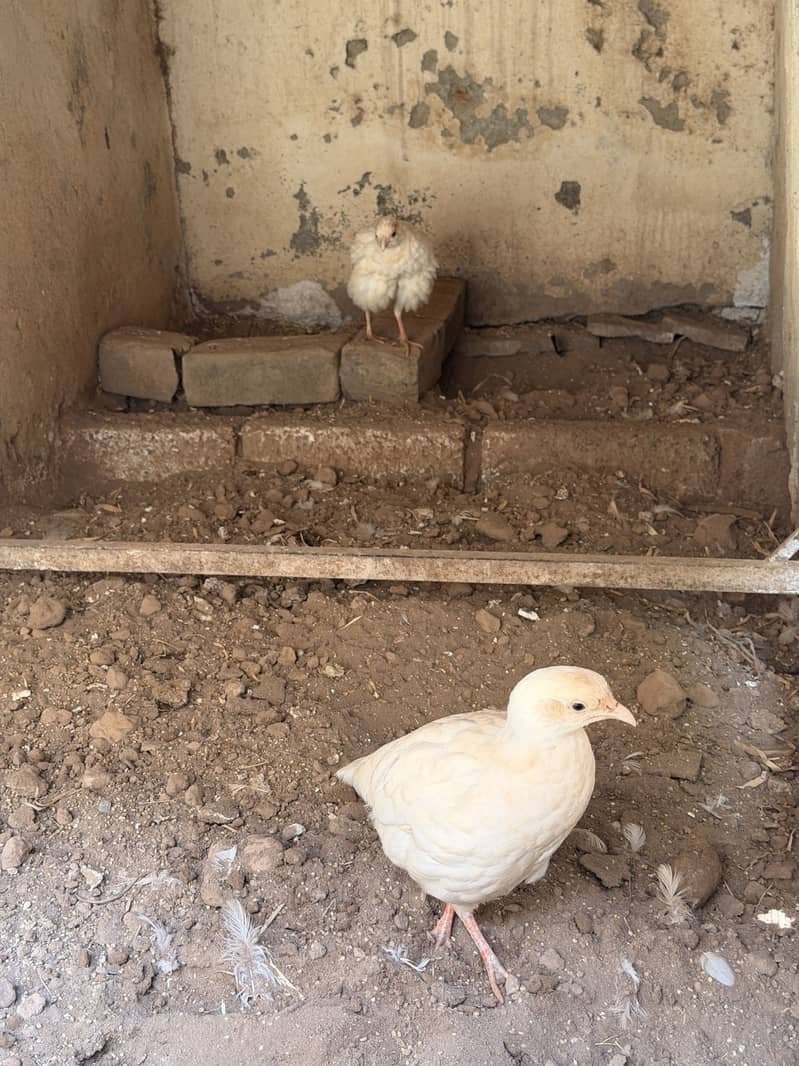White teeter breeder pair 6