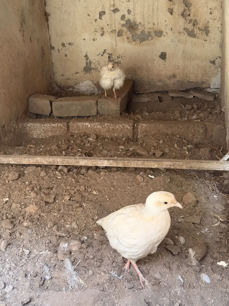 White teeter breeder pair — photo 7