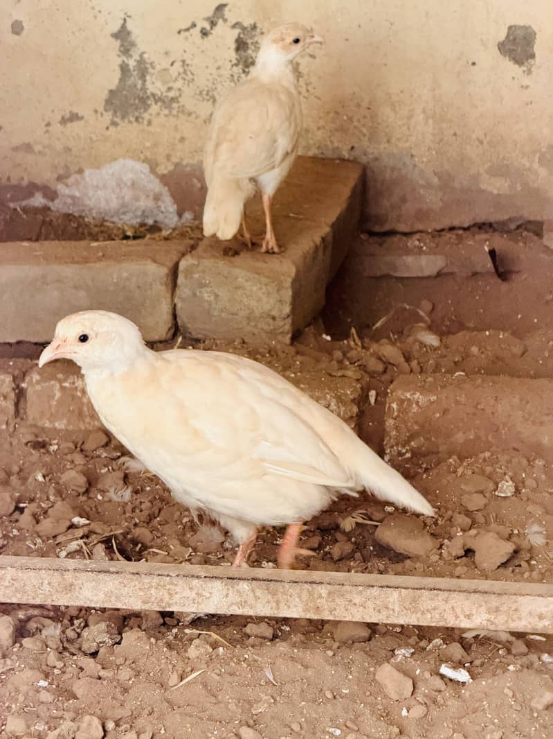 White teeter breeder pair 7