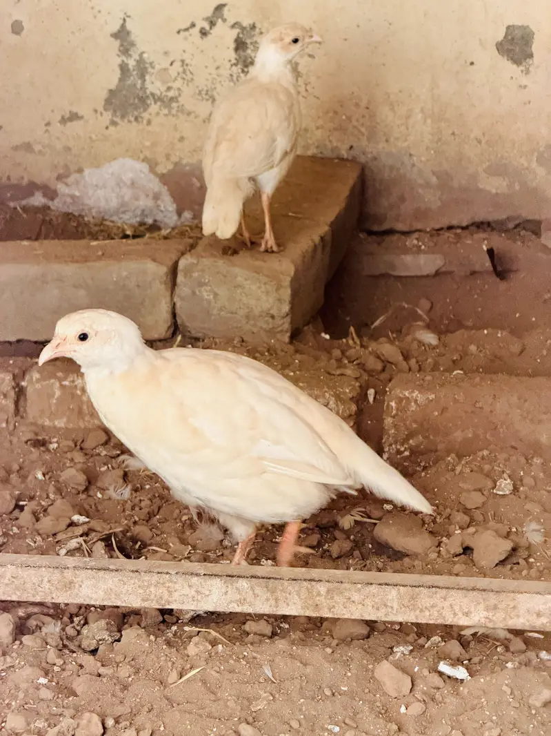 White teeter breeder pair — photo 8
