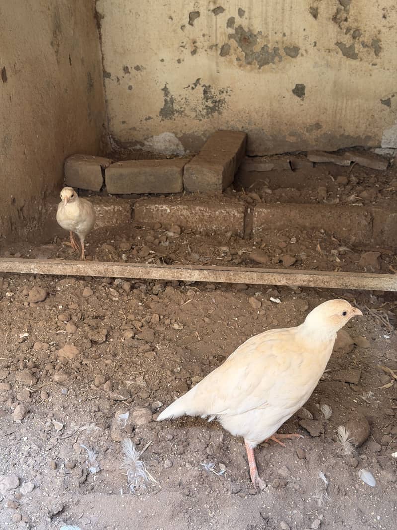 White teeter breeder pair 8