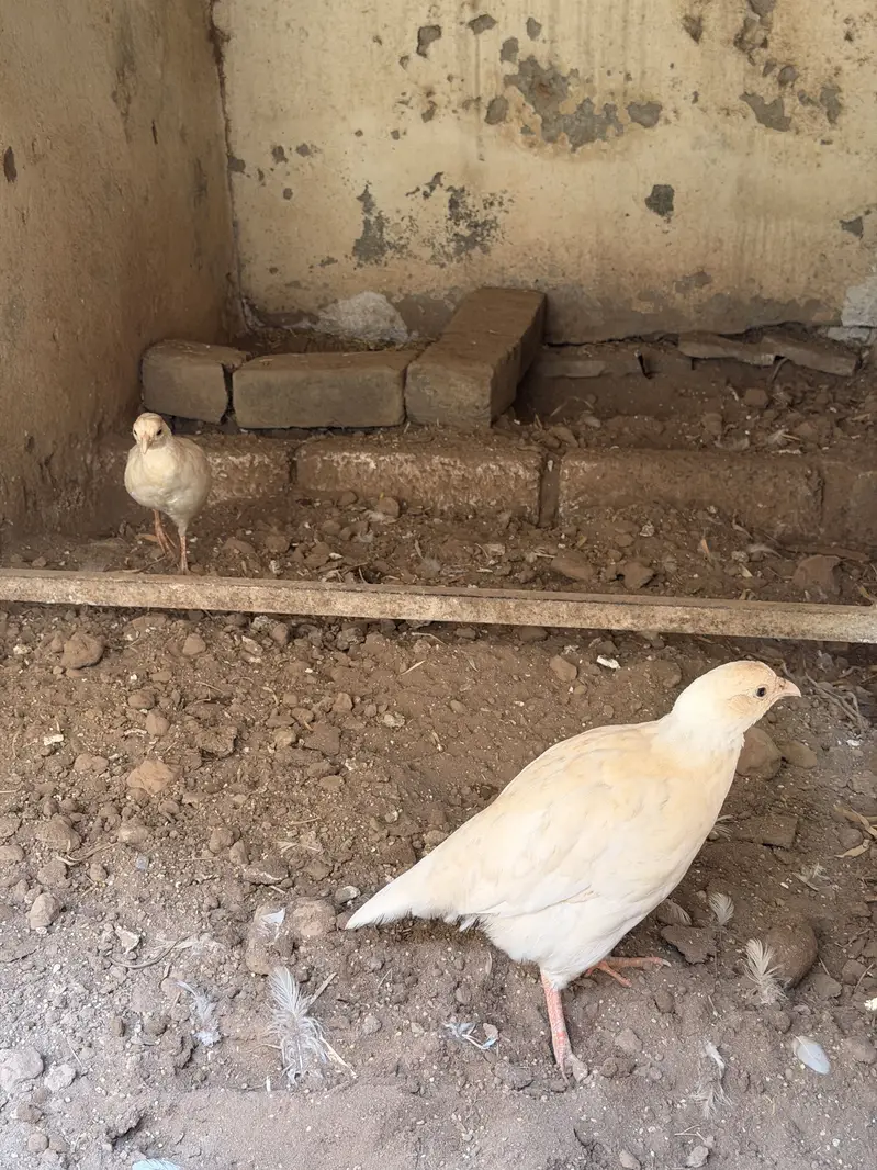 White teeter breeder pair — photo 9