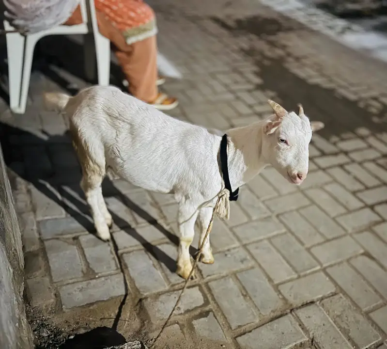 Teddy bacha full gulabi hai — photo 2