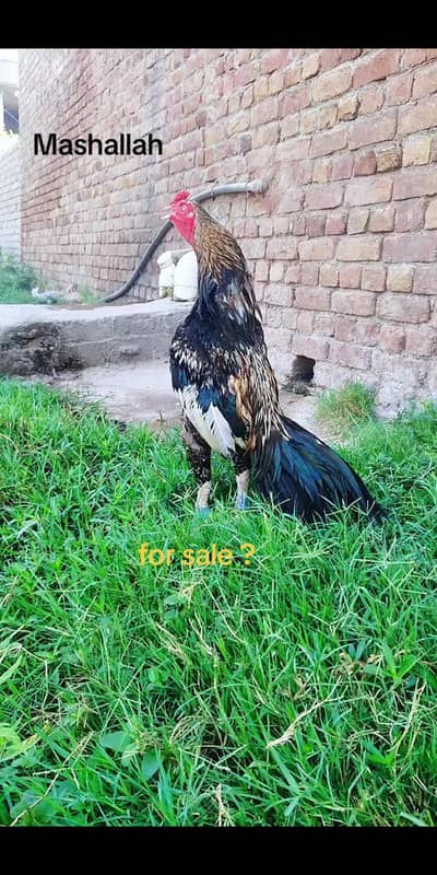 best price sale aseel jawa