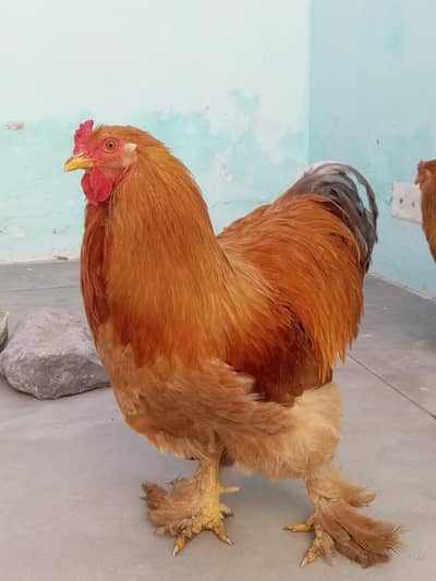 Golden Pure Heavy Buff Male  King size