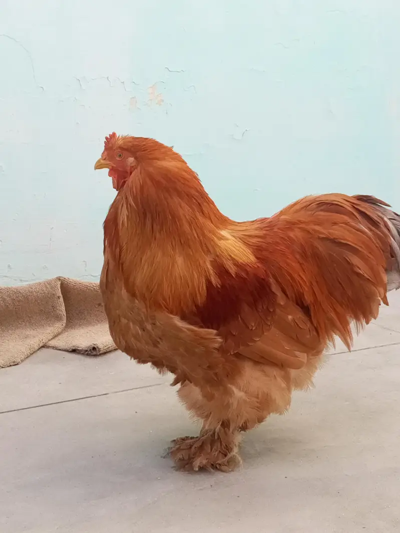 Golden Pure Heavy Buff Male  King size — photo 3