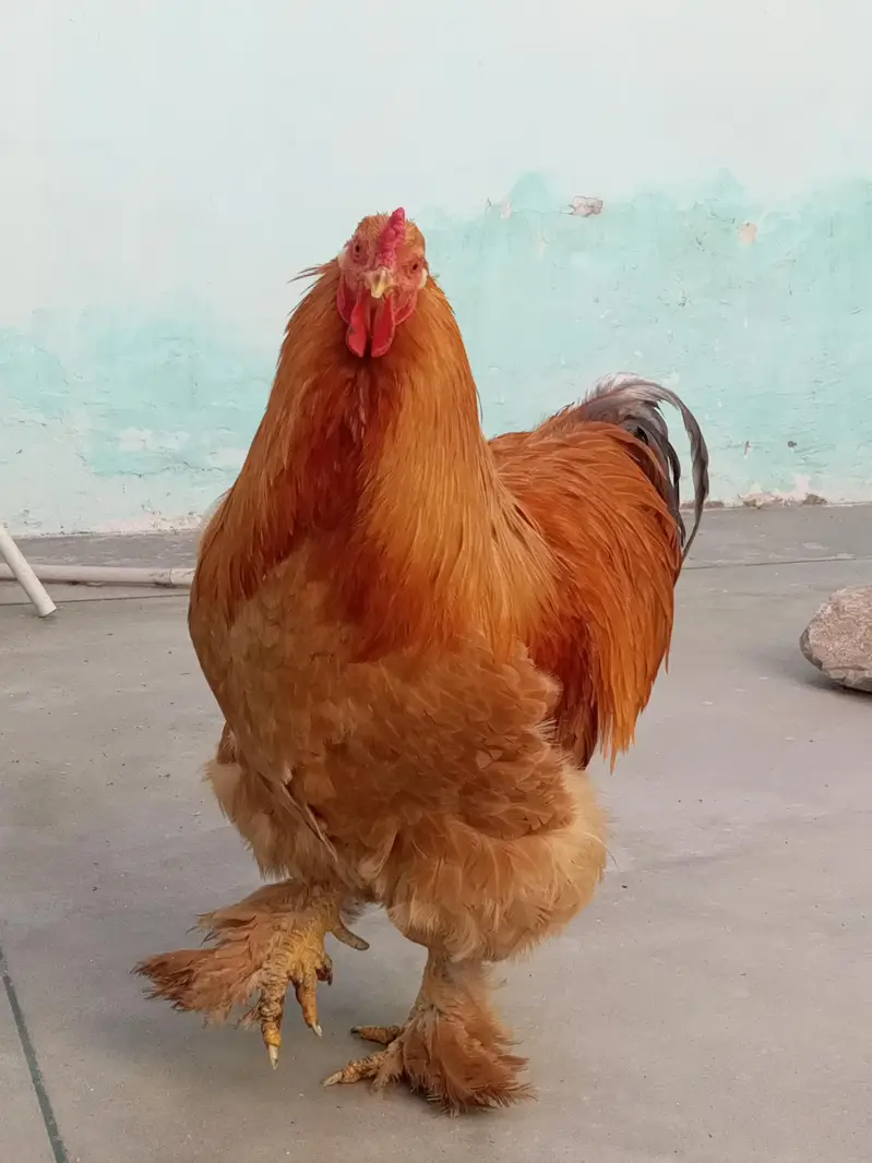Golden Pure Heavy Buff Male  King size — photo 4