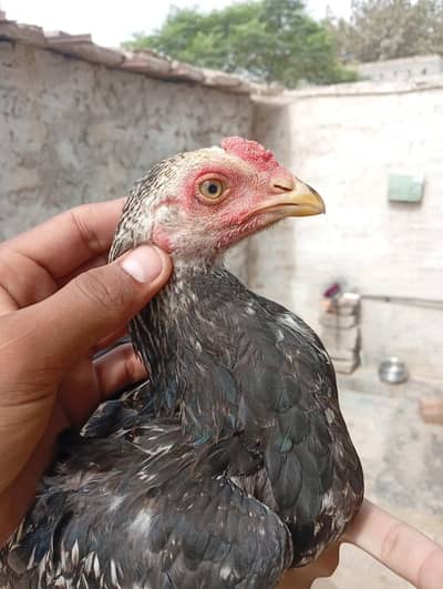 aseel chicks