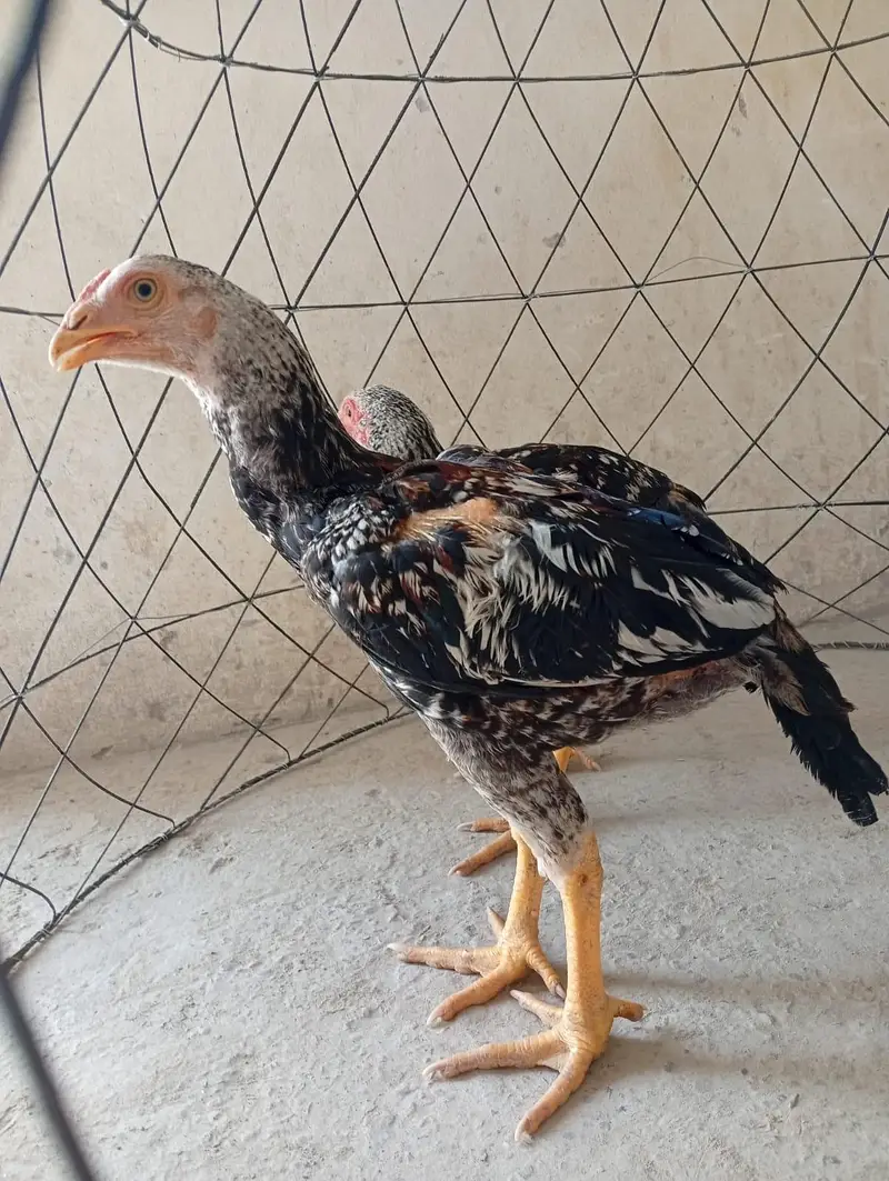 aseel chicks — photo 2