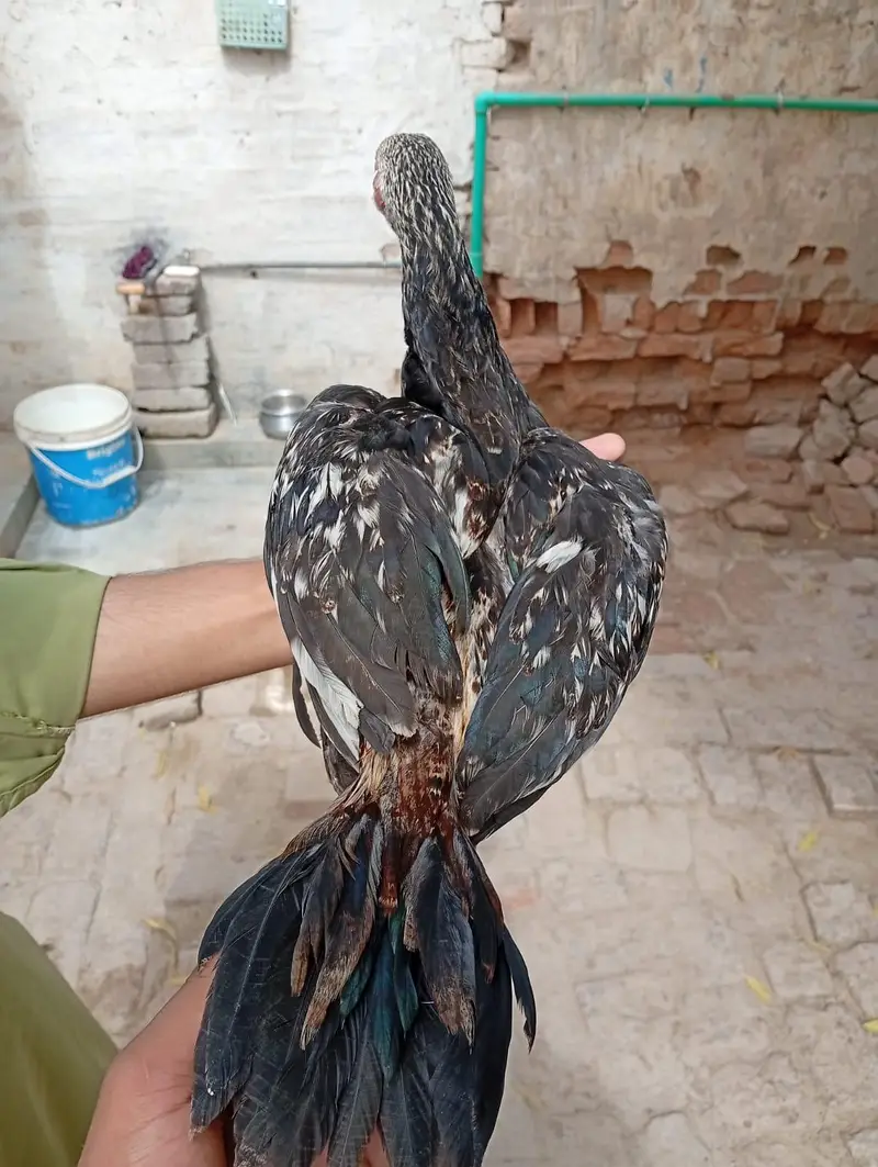 aseel chicks — photo 3