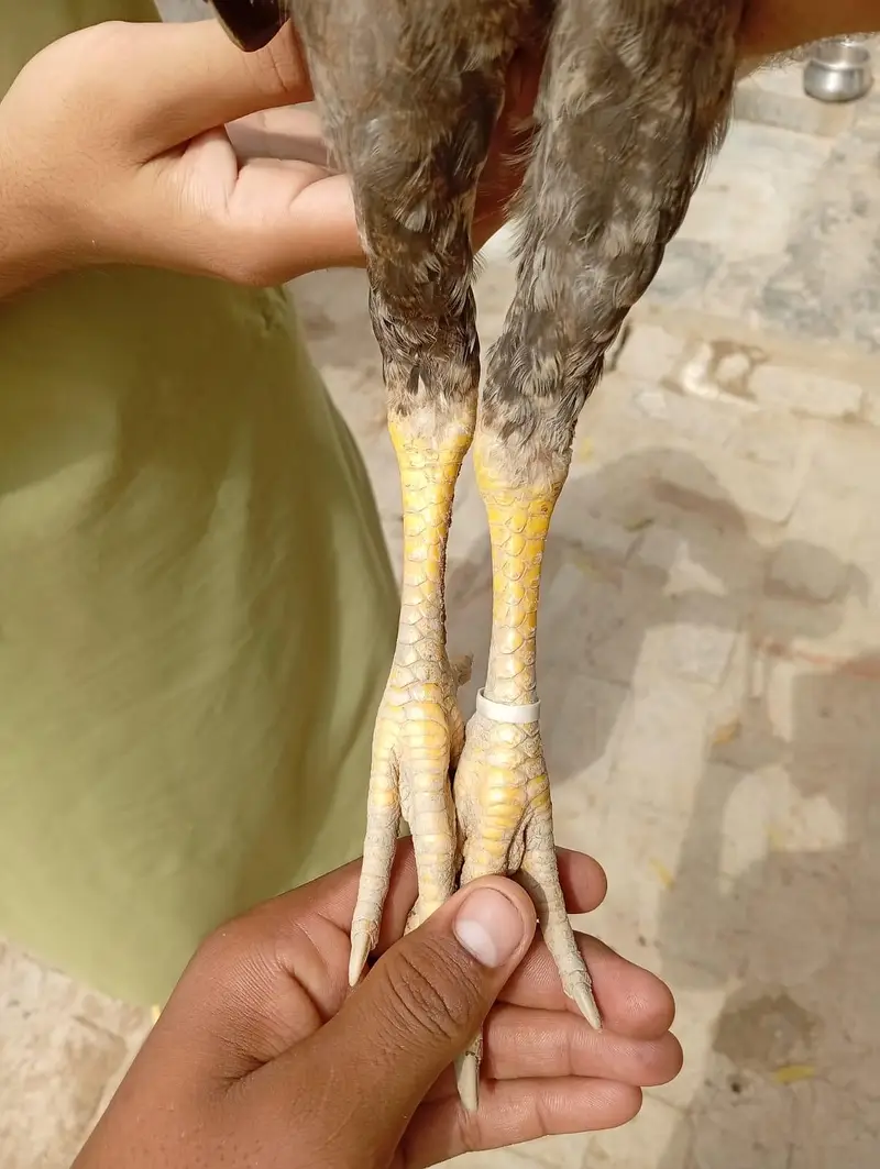 aseel chicks — photo 4