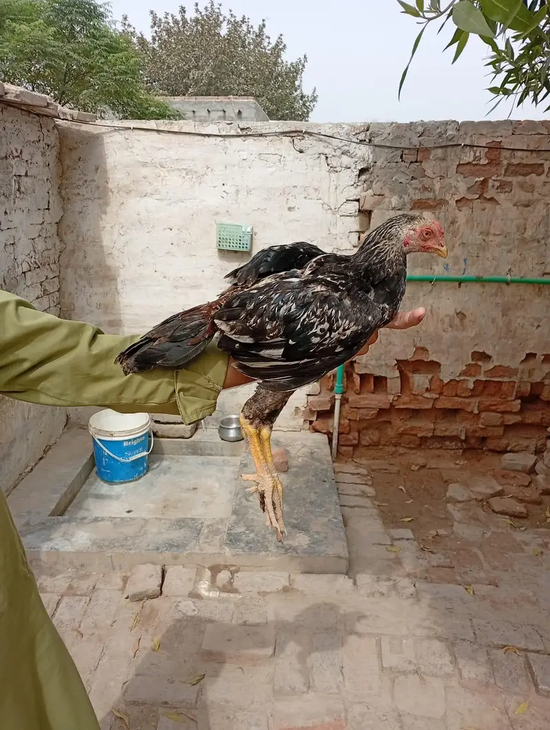 aseel chicks — photo 5