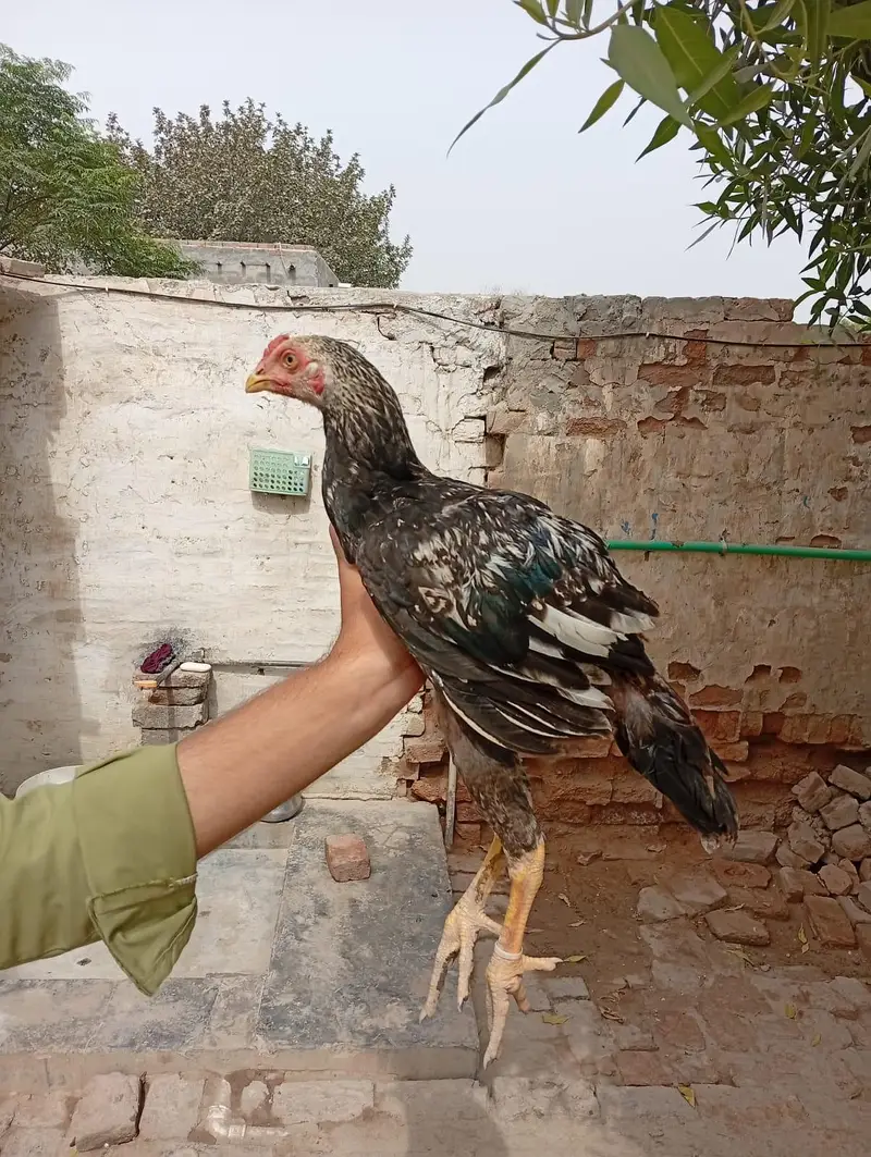 aseel chicks — photo 6
