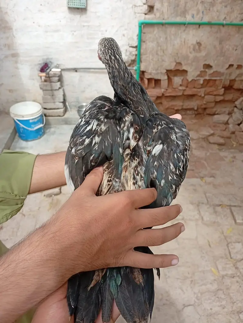 aseel chicks — photo 7
