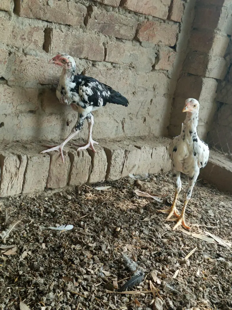 Pure Pakistani abread — photo 2